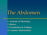 Abdomen1