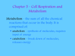 Chapter 5 Cell Respiration and Metabolism