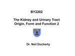 BY2202 The Kidney and Urinary Tract Origin, Form and Function 2