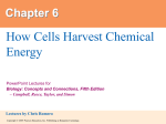 How Cells Harvest Chemical Energy Chapter 6 PowerPoint Lectures for