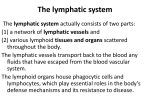 The lymphatic system