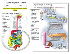 4: Digestive System Tour Lab