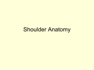 Shoulder Anatomy