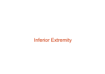 Inferior Extremity