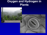 Oxygen and Hydrogen in Plants