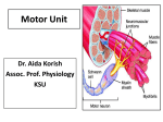 Motor Neurons