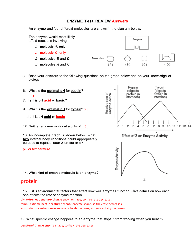 ENZYME Test REVIEW Answers With Enzyme Reactions Worksheet Answer Key