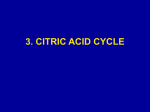3. CITRIC ACID CYCLE