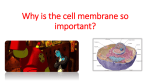 Why is the cell membrane so important?