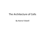 The Architecture of Cells
