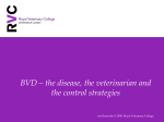 BVD – the disease, the veterinarian and the control strategies