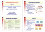 Lecture 5 Somatic Nervous System Somatic Nervous System Muscle