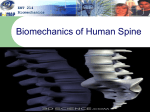 Biomechanics of the Human Spine