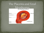 The Placenta and Fetal Membranes