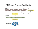 RNA and Protein Synthesis