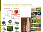 Natural Selection Powerpoint