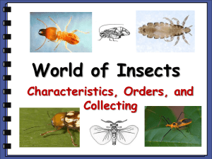 World of Insects - CoconinoHighSchool