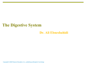 The Digestive System