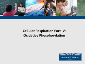 Cell Respiration - Oxidative Phosphorylation Gibb`s Free Energy PPT