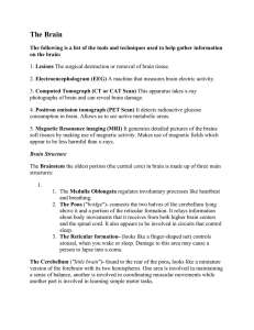 The Brain Summary Notes