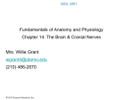 Chapter 14 - The Brain and Cranial Nerves (pgs. 461