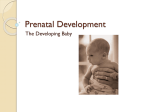 Ch. 4 Prenatal Development
