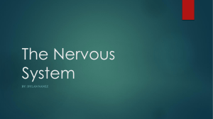 The Nervous System