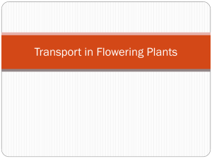 Transport in Flowering Plants
