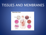 tissues and membranes
