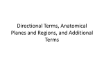 Directional Terms, Anatomical Planes and Regions, and Additional