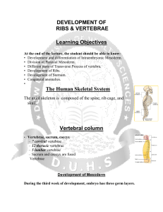 Development of Ribs