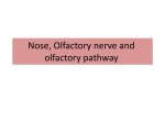 Nose, Olfactory nerve and olfactory pathway 28
