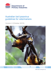 Australian bat lyssavirus guidelines for veterinarians