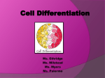 Cell Differentiation PPT