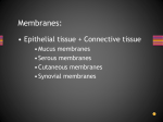 Membranes: