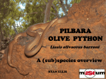 Pilbara Olive Python - Sustainable Consulting