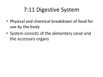 7:11 Digestive System - Livonia Public Schools