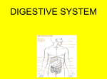 digestive system - Livonia Public Schools