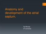 Anatomy and development of the atrial septum.