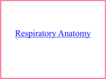 Respiratory Anatomy
