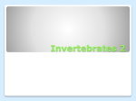 Invertebrates 2