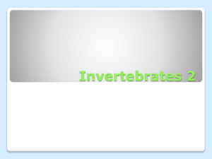 Invertebrates 2