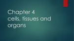 Chapter 4 cells, tissues and organs