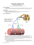 Contraction of Motor Units