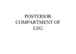 posterior compartment of leg