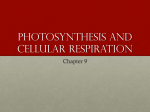 Photosynthesis AND Cellular Respiration