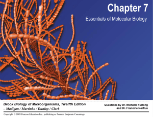 Chapter 7: Essentials of Molecular Biology Question: Which strand