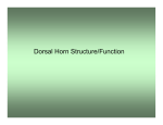 Dorsal Horn Structure/Function