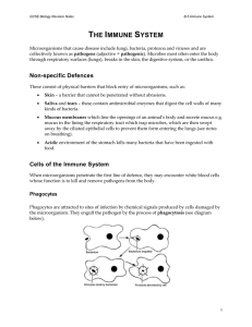 Immune system notes - St Paul`s School Intranet