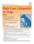 hair_loss_(alopecia)_in_dogs